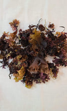 Load image into Gallery viewer, Organic Wildcrated  Chondrus Crispus aka Irish Moss Gel
