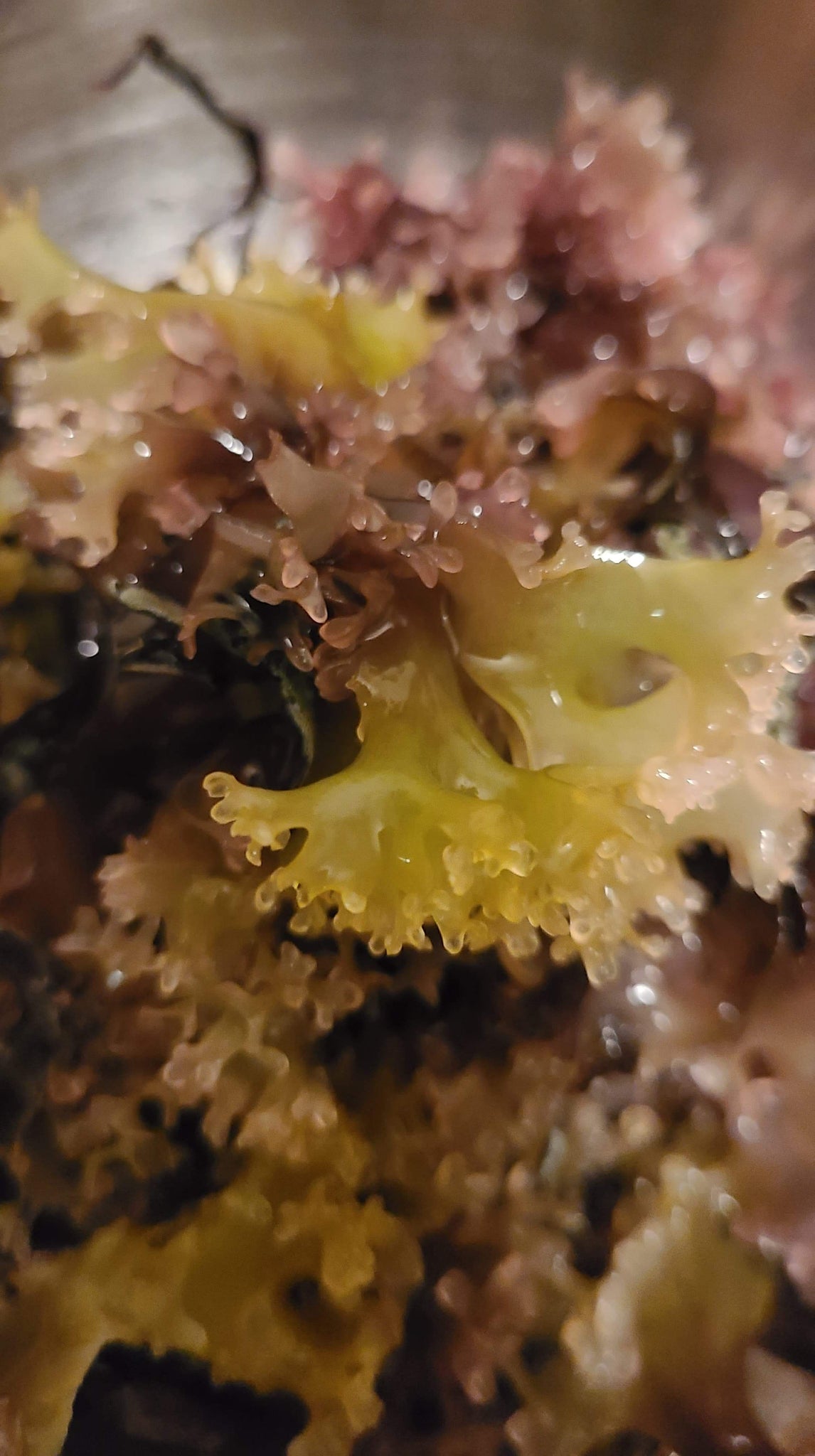 Sea Moss Gel (Chrondrus Crispus) — Organic Irish moss